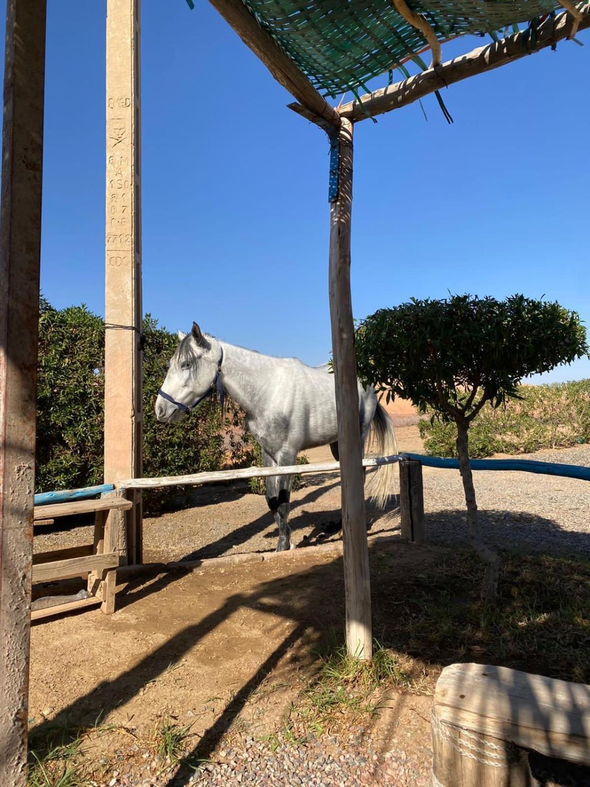 Villa Les Cavaliers Chez Yassine Marrakesh Esterno foto